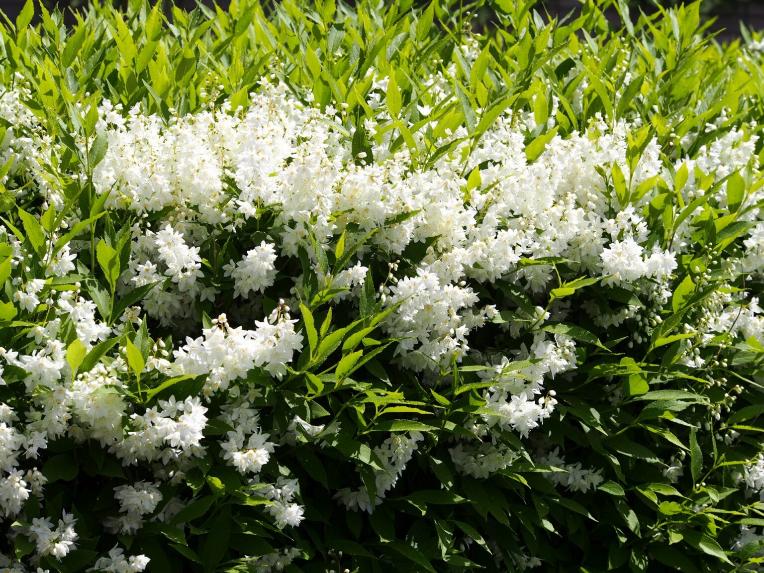 ヒメウツギは庭に植えてはいけないと言われる訳は？風水や花言葉の意味・鉢植えや庭植えの育て方・剪定もご紹介 Siritailog