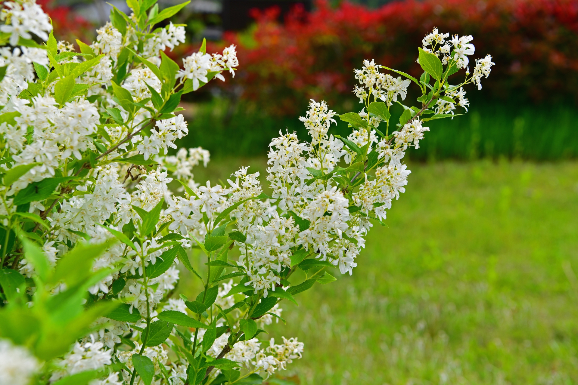 ヒメウツギは庭に植えてはいけないと言われる訳は？風水や花言葉の意味・鉢植えや庭植えの育て方・剪定もご紹介 Siritailog