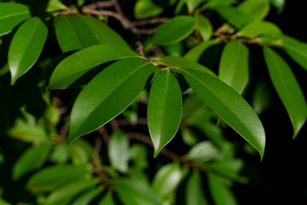 榊を植えてはいけない理由は?本当にダメ?誤解と正しい育て方|植えてはいけない花図鑑|植えっぱなし・寿命・後悔を防ぐ育て方