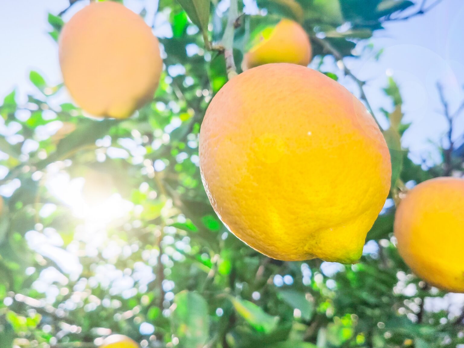 レモンの木を庭に植えてはいけない理由は身割れ？風水運や花言葉が良い！大きくなる・大きくならない理由もご紹介 Siritailog