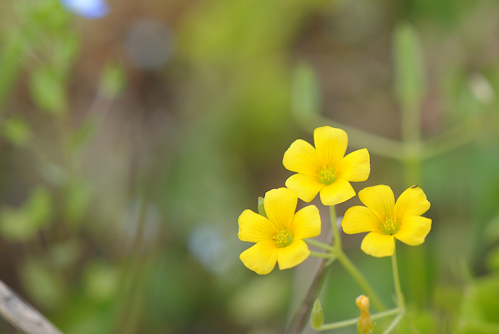 耳が圧迫される一般的な原因