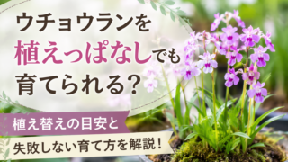 ウチョウランの鉢植えと植えっぱなしでも育てられるかを解説する画像