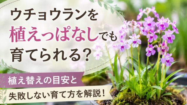 ウチョウランの鉢植えと植えっぱなしでも育てられるかを解説する画像