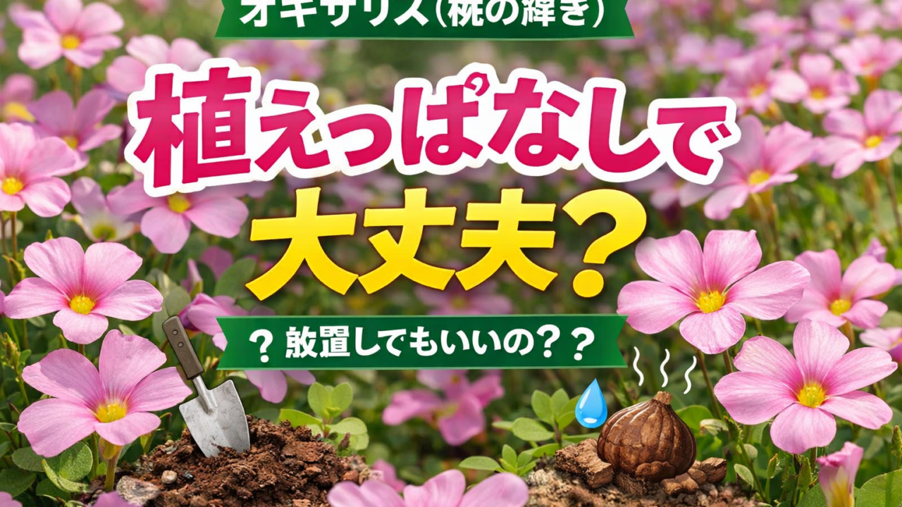 オキザリス（桃の輝き）のピンクの花を背景に「植えっぱなしで大丈夫？」と書かれたガーデニング記事用アイキャッチ画像