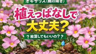 オキザリス（桃の輝き）のピンクの花を背景に「植えっぱなしで大丈夫？」と書かれたガーデニング記事用アイキャッチ画像
