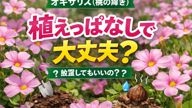 オキザリス（桃の輝き）のピンクの花を背景に「植えっぱなしで大丈夫？」と書かれたガーデニング記事用アイキャッチ画像