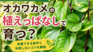 オカワカメの緑の葉を背景に「植えっぱなしで育つ？」と書かれた画像