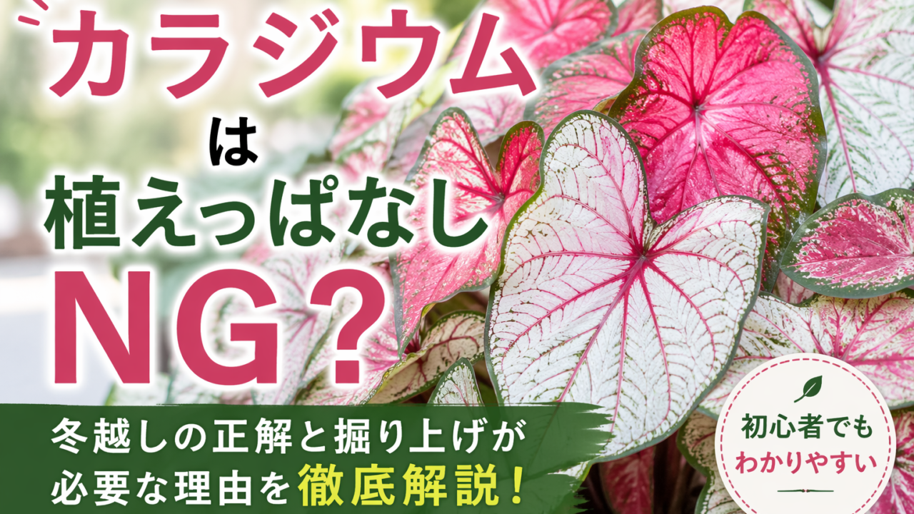 カラジウムのカラフルな葉を背景に「カラジウムは植えっぱなしNG？」と表示されたガーデニング解説記事の画像