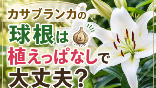 白いカサブランカを背景に、球根は植えっぱなしで大丈夫かを解説する画像