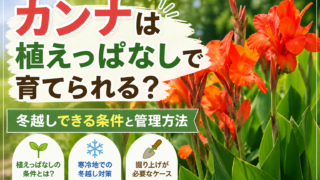 カンナは植えっぱなしで育てられるかを解説する画像。冬越し条件や管理方法を紹介