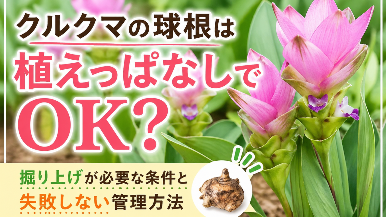 クルクマの花と球根を背景に「植えっぱなしでOK？」と表示されたガーデニング解説画像