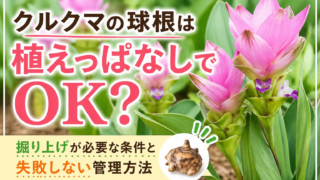 クルクマの花と球根を背景に「植えっぱなしでOK？」と表示されたガーデニング解説画像