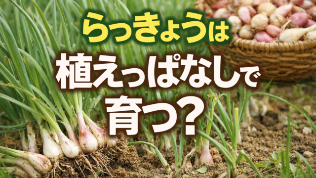 「家庭菜園で育つらっきょうの畑の様子。緑の葉が元気に伸び、土から小さな球根が見える。背景には収穫したらっきょうが入ったかごもあり、画面中央に『らっきょうは植えっぱなしで育つ？』という文字が表示されている。」