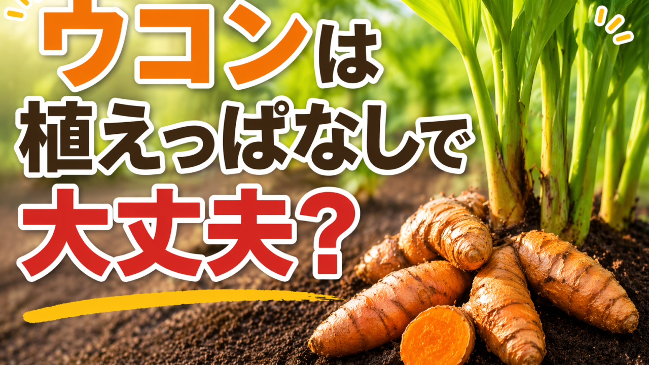 ウコンを土に植えた状態と収穫した根茎の写真｜植えっぱなしで育てられるかを解説