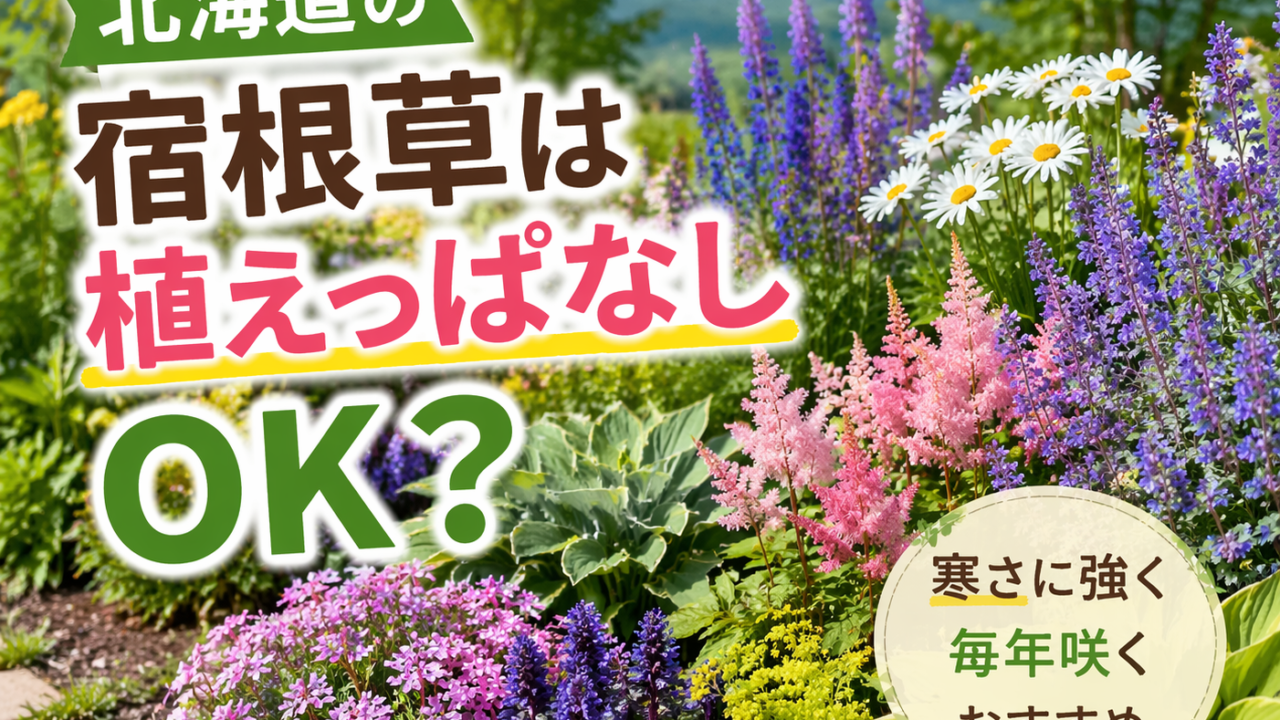 北海道で育つ宿根草の庭｜植えっぱなしでも毎年咲く寒さに強い花のイメージ