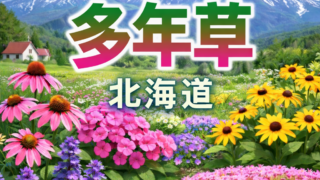 北海道で植えっぱなしでも毎年咲く多年草の花壇の写真（丈夫な宿根草のイメージ）
