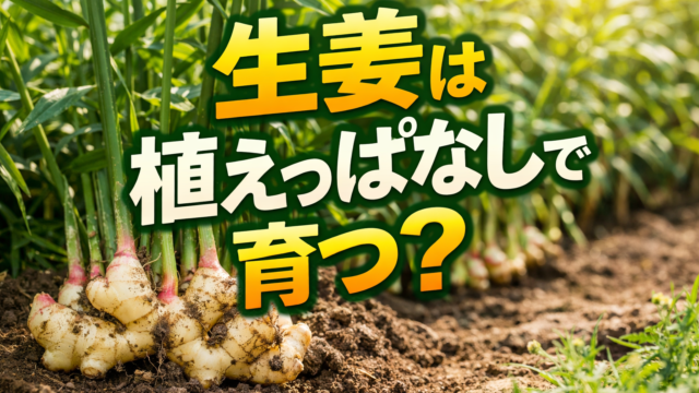 生姜を土に植えた状態の栽培風景と「生姜は植えっぱなしで育つ？」の文字入りアイキャッチ画像