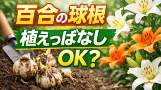 土の中にある百合の球根と背景に咲くユリの花。植えっぱなしでも育つかをイメージ