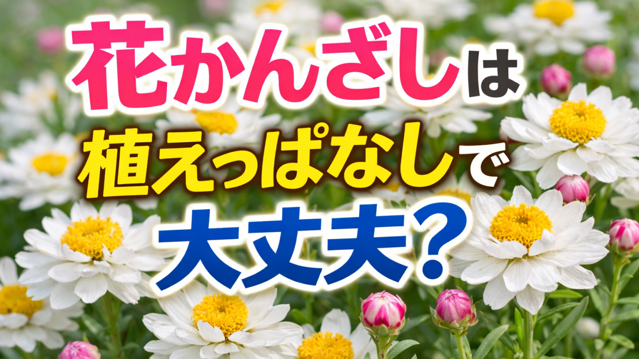 花かんざしの花を背景に植えっぱなしで育てられるかを解説する画像