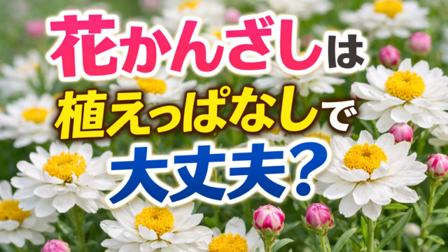 花かんざしの花を背景に植えっぱなしで育てられるかを解説する画像