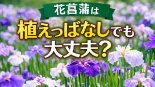 花菖蒲は植えっぱなしでも大丈夫？紫や白の花菖蒲が咲く庭の様子