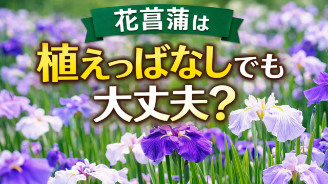 花菖蒲は植えっぱなしでも大丈夫？紫や白の花菖蒲が咲く庭の様子