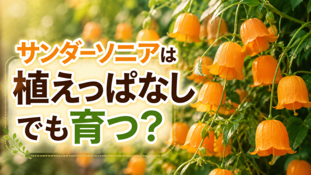 サンダーソニアのオレンジ色の花を背景に「サンダーソニアは植えっぱなしでも育つ？」と書かれた画像