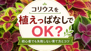 コリウスのカラフルな葉を背景に「植えっぱなしでOK？」と書かれた画像