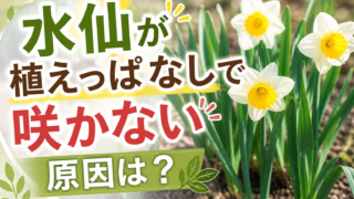 水仙が植えっぱなしで咲かない原因を解説する画像