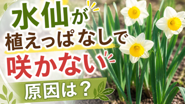水仙が植えっぱなしで咲かない原因を解説する画像