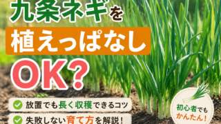 九条ネギが畑で育つ様子と「植えっぱなしOK？」と書かれた画像