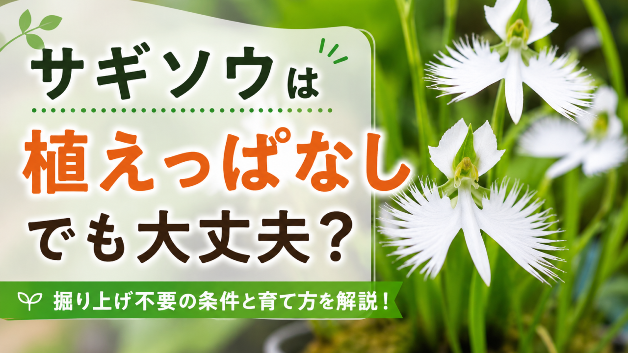 サギソウの白い花を背景に「植えっぱなしでも大丈夫？」と書かれた育て方解説画像